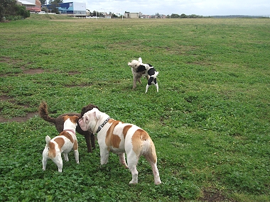 dog walking eastern suburbs service walking @ the park